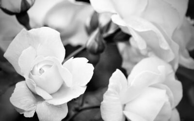 What is gardenia plant?