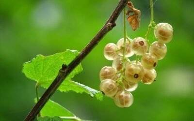 What is gooseberry plant?