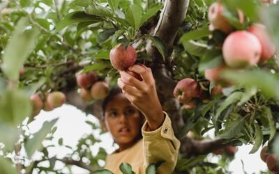 What is gravenstein apple tree plant?