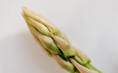 What is asparagus ready for harvest plant?