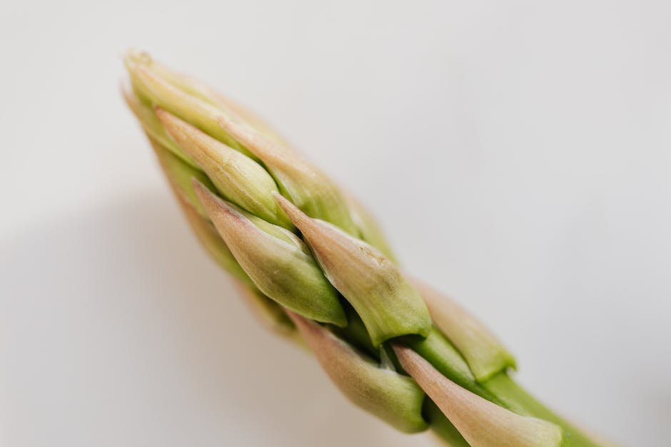 What is asparagus ready for harvest Plant_1