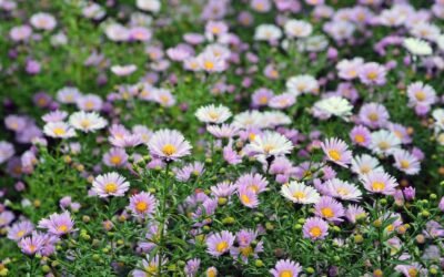 What is aster flowers plant?