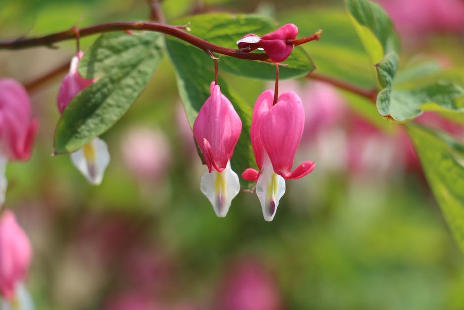 what-is-bleeding-hearts-plant-plantstype