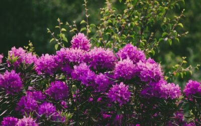 What is catawba rhododendron plant?
