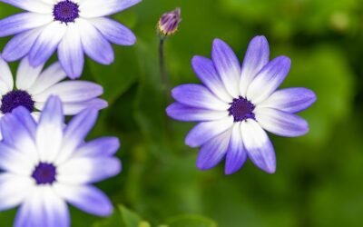 What is cineraria flowers plant?