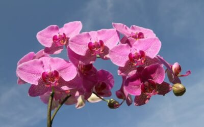 What is cymbidium orchid  plant?
