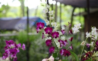 What is dendrobium orchids plant?