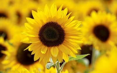 What is false sunflowers plant?