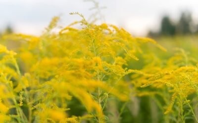 What is goldenrod plant?
