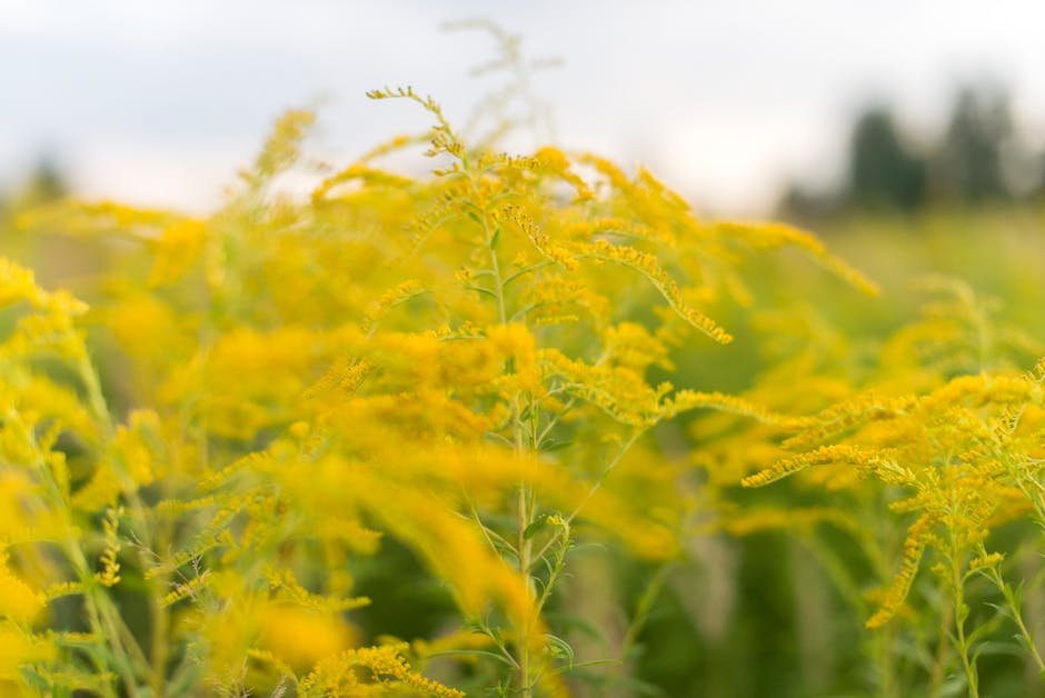 What is goldenrod Plant_1