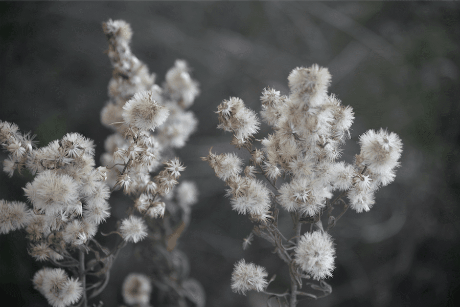 What is goldenrod Plant_2