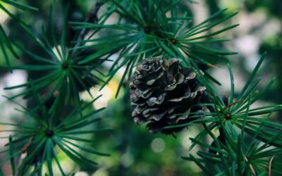 What is grand fir closeup plant?
