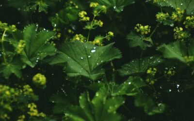 What is lady’s mantle Plant