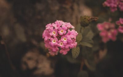 What is lantana flowers Plant