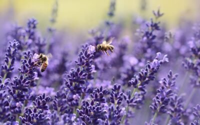 What is Lavandula Plant