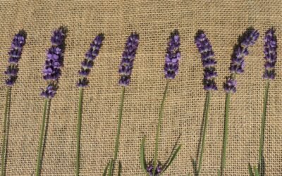 What is Lavender Plant