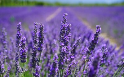 What is lavender field Plant
