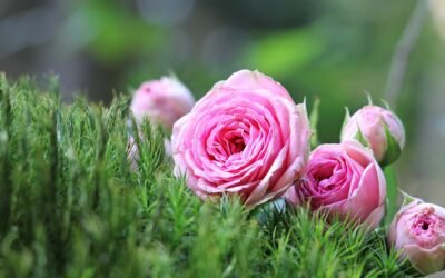 What is lenten roses Plant