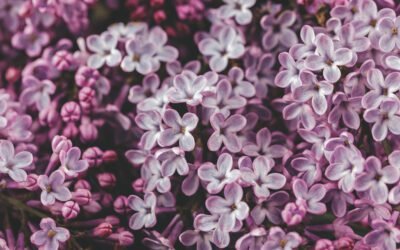What is Lilac Bush Plant