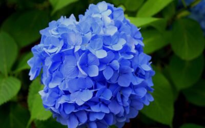 What is limelight hydrangeas Plant