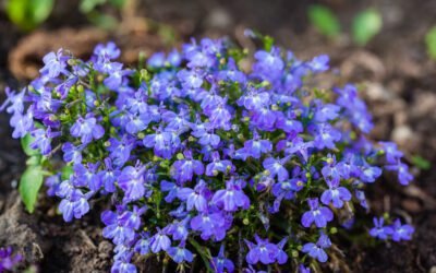 What is Lobelia Plant