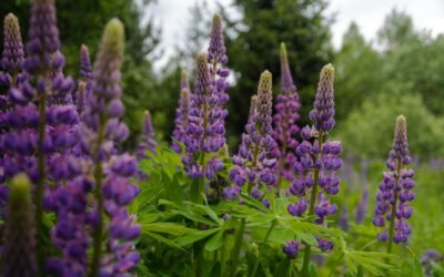 What is lupine flowers Plant