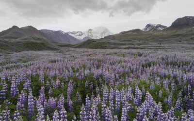 What is Lupine Plant