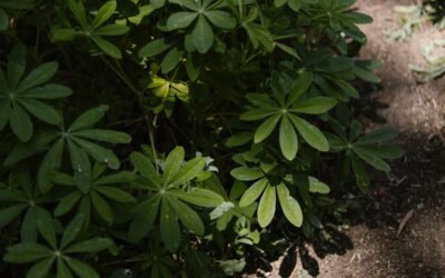 What is Lupinus X Hybrida Plant