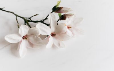 What is Magnolia Jane Plant