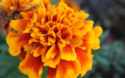 What is Marigold Plant