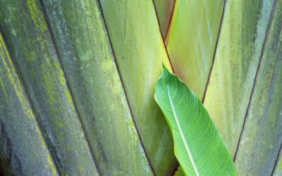 What is Mediterranean Fan Palm Plant