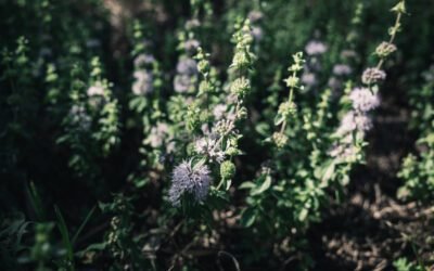 What is Mentha Plant