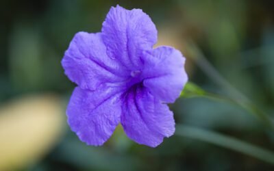 What is Mexican Petunia Plant