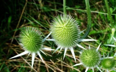 What is Milk Thistle Plant