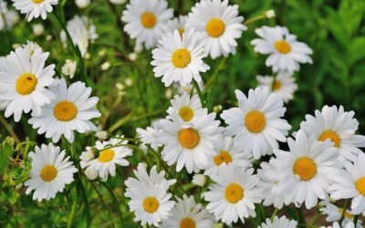 What is Montauk Daisy Plant