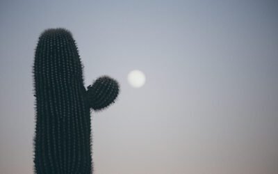 What is Moon Cactus Plant