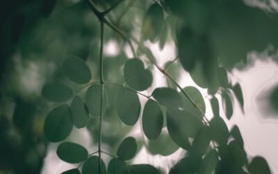 What is Moringa Tree Plant
