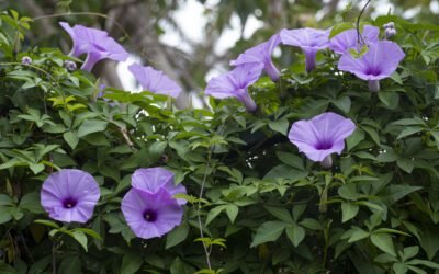 What is Morning Glory Plant