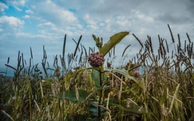 What is milkweed Plant