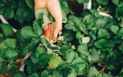 What is Mock Strawberry Plant