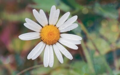 What is Oxeye Daisy Plant
