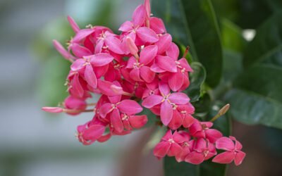 What is Pink Jasmine Plant