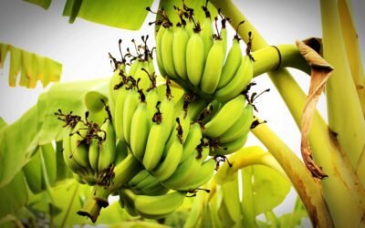 What is plantain tree Plant