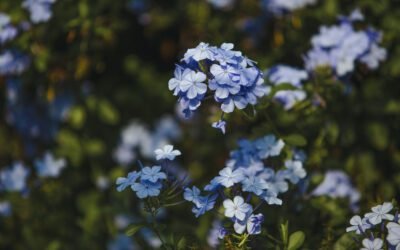 What is Plumbago Plant