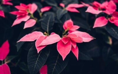 What is Poinsettia Plant