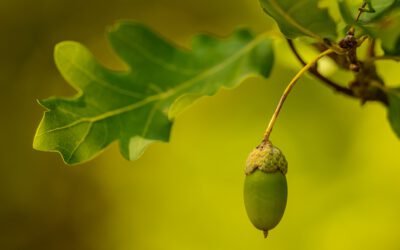 What is Poison Oak Plant