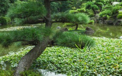 What is Pond Pine Plant