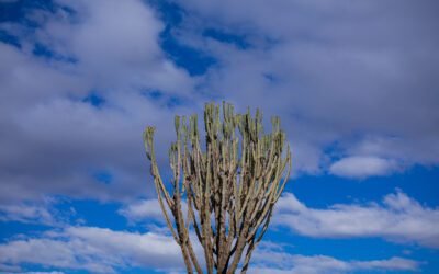 What is powder puff cactus Plant