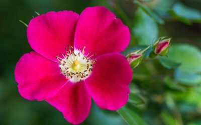 What is Prairie Rose Plant