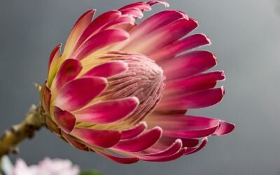 What is Protea Plant